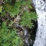 Immagine: Leogra Cascata Brazzavalle Valli del Pasubio